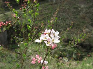 ピンクユキヤナギ